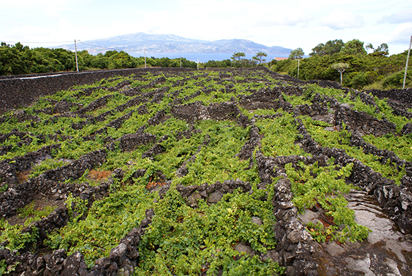 Viñedos de las Islas Azores.